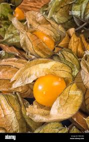 Image result for Physalis peruviana