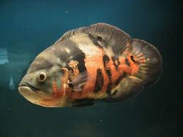 Unlike air, which moves freely around objects, water is much denser. Oscar Fish Oscar Fish Aquarium Fish Fish