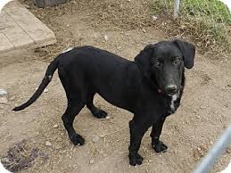 Maybe you would like to learn more about one of these? Lawrenceburg Tn Labrador Retriever Meet Mary A Pet For Adoption