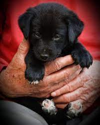 Puppies 2010 Photo Contest Puppies Cute Dogs And Puppies Happy Dogs
