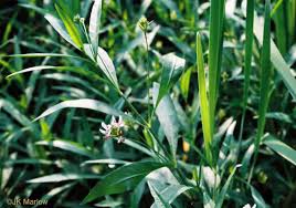 Image result for Justicia anselliana