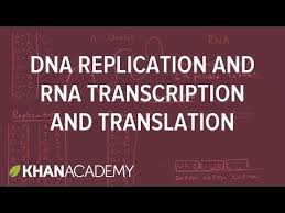Dna Replication And Rna Transcription And Translation Khan Academy Transcription And Translation Dna Dna Replication
