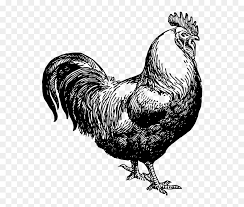 White and black rooster, chicken rooster live poultry farming, chicken transparent background png clipart. Transparent Hen Clipart Black And White Chicken Black And White Clipart Hd Png Download Vhv