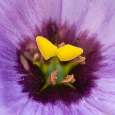 Image result for eustoma maurine