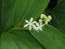 Native to eurasia and eastern north america, lily of the valley is cultivated in shaded garden areas in many temperate parts of the world. Maianthemum Stellatum Starry False Lily Of The Valley Native Plants Of North America
