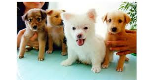 More stories for a litter of puppies » Can Puppies In The Same Litter Have Different Fathers Psychology Today Canada