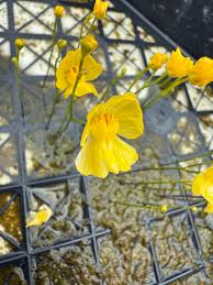 Image result for Utricularia tortilis