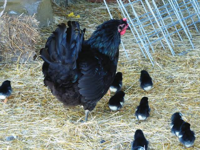 Black Jersey Giant Chickens as Meat Birds—Order exotic poultry