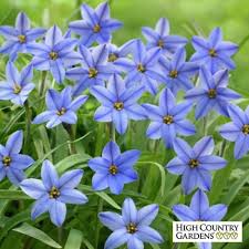 Bear in mind that the plant spreads quickly, making it ideal for filling bare spots in a rock garden or along garden pathways. Jessie Spring Starflower Spring Flowering Bulbs Bulb Flowers Plant Flower Bulbs