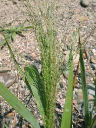 Image result for Panicum pilgeri