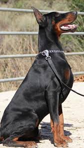 Doberman Pinscher Height And Weight Chart