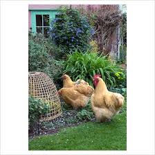 Garden Plant Picture Library Buff Orpington Hens Having Free Range Of Garden With Protection Provided For Certai Border Plants Chickens Plant Protection
