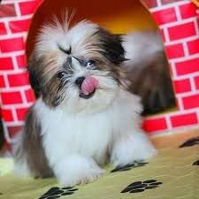 Shih tzu puppies iowa city. Smart Shih Tzu West Des Shitzu Puppies For Adoption Facebook