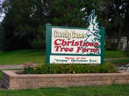 Sorry we closed we are sold out of christmas trees. About Cctf Candy Cane Christmas Tree Farm