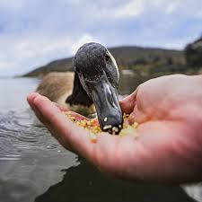What do wild baby ducks eat. What Do Ducks Eat Everything You Need To Know The Happy Chicken Coop