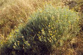 Image result for Heterotis canescens