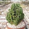 Any ideas what kind of cactus will grow fast and large and will grow indoors in the 6a zone. 1