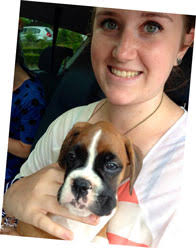 BOXER STUD DOGS * New Homes