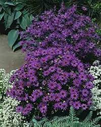 Image result for Brachycome