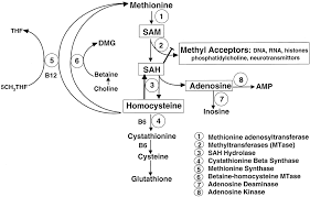 Image result for Homocysteine