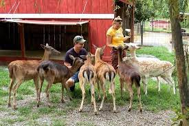 There was a bridge that was closed off probably because it was unsafe. Smoky Mountain Deer Farm Exotic Petting Zoo Sevierville 2021 All You Need To Know Before You Go Tours Tickets With Photos Tripadvisor