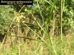 Image result for Microglossa densiflora
