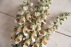 Digitalis lanata wooly foxglove flower plant closeup on natural background. What Are The Medicinal Properties Of Digitalis Lanata Grecian Foxglove