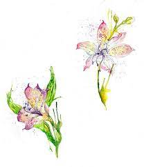 Alstroemeria Alstroemeria Flower Art Floral Watercolor
