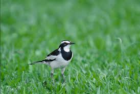 Pin By Rugwiro Angelique On Fighting Quotes In 2020 Safari Tour Black And White Birds Gorilla Trekking