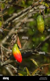 Image result for Coccinia sp. A