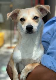 Yes You Can Buy Love See This Week S Adoptable Pets Pets Terrier Mix Dogs Cute Animals