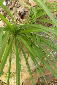 Image result for Afrocanthium pseudorandii