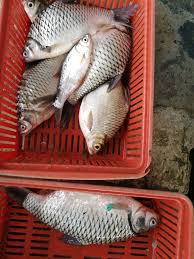 We did not find results for: Benih Ikan Lampam Jawa Benih Toko