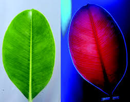 Maybe you would like to learn more about one of these? Reviewing The Relevance Of Fluorescence In Biological Systems Photochemical Photobiological Sciences Rsc Publishing