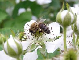 Pueblo florist offering the best selection of beautiful flowers for your special occasion ! Return Of The Black Honey Bee Honey Bee Suite