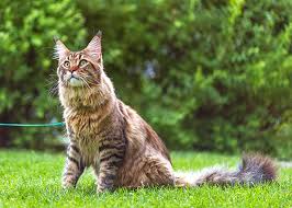 Ras Kucing Maine Coon Whiskas