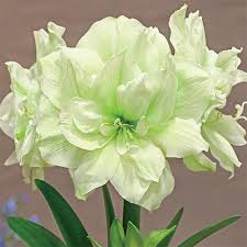 Double Amaryllis Marilyn K Van Bourgondien