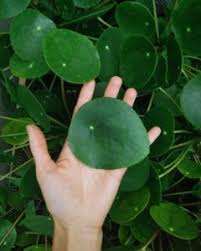 Learn how to grow the silver dollar plant, or lunaria annua, in your garden. Just Say No Leaf Shine Chinese Money Plant Plants Pilea Peperomioides