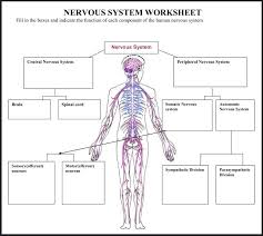 Chsh Teach Brain Nervous System Neuroscience Teaching Materials Human Nervous System Nervous System Nervous System Projects