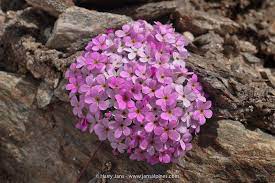 Androsace Alpina Alpine Flowers Beautiful Pink Flowers Greenhouse Gardening