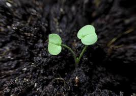 In the czech republic, a system of several (normally three). Early Season Weed Control Syngenta