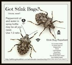 We did not find results for: Pin By A1 Able Pest Doctors On Diy Pest Control Stink Bug Repellent Insect Spray Stink Bugs