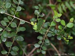 Image result for Scutia