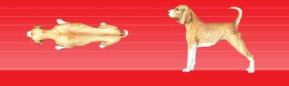 Find Out Your Dogs Body Condition Score Purina
