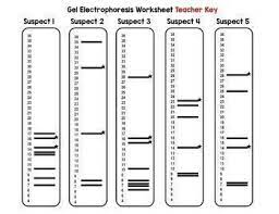 It's based on experimental observations decades ago that showed there were the answer is here, after a lot of search. Dna Fingerprinting Worksheet Key Promotiontablecovers