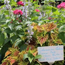 Image result for Coleus shirensis