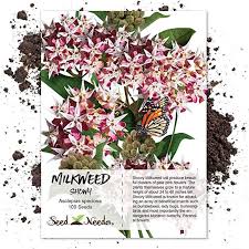 Amazon Com Package Of 100 Seeds Showy Milkweed Asclepias Speciosa Open Pollinated Seeds By Seed Needs Usa Gateway Asclepias Milkweed Seeds Milkweed