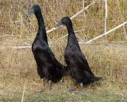 Black And Yellow Duckling Black Runner Ducks Black Runners Runner Ducks Chickens Backyard