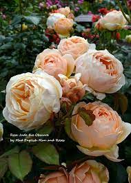 Timeline Photos Mad English Man And Roses Facebook David Austin Roses English Roses Pretty Roses