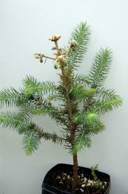 Fungus Attacks Spruce Trees In Michigan Michigan Radio